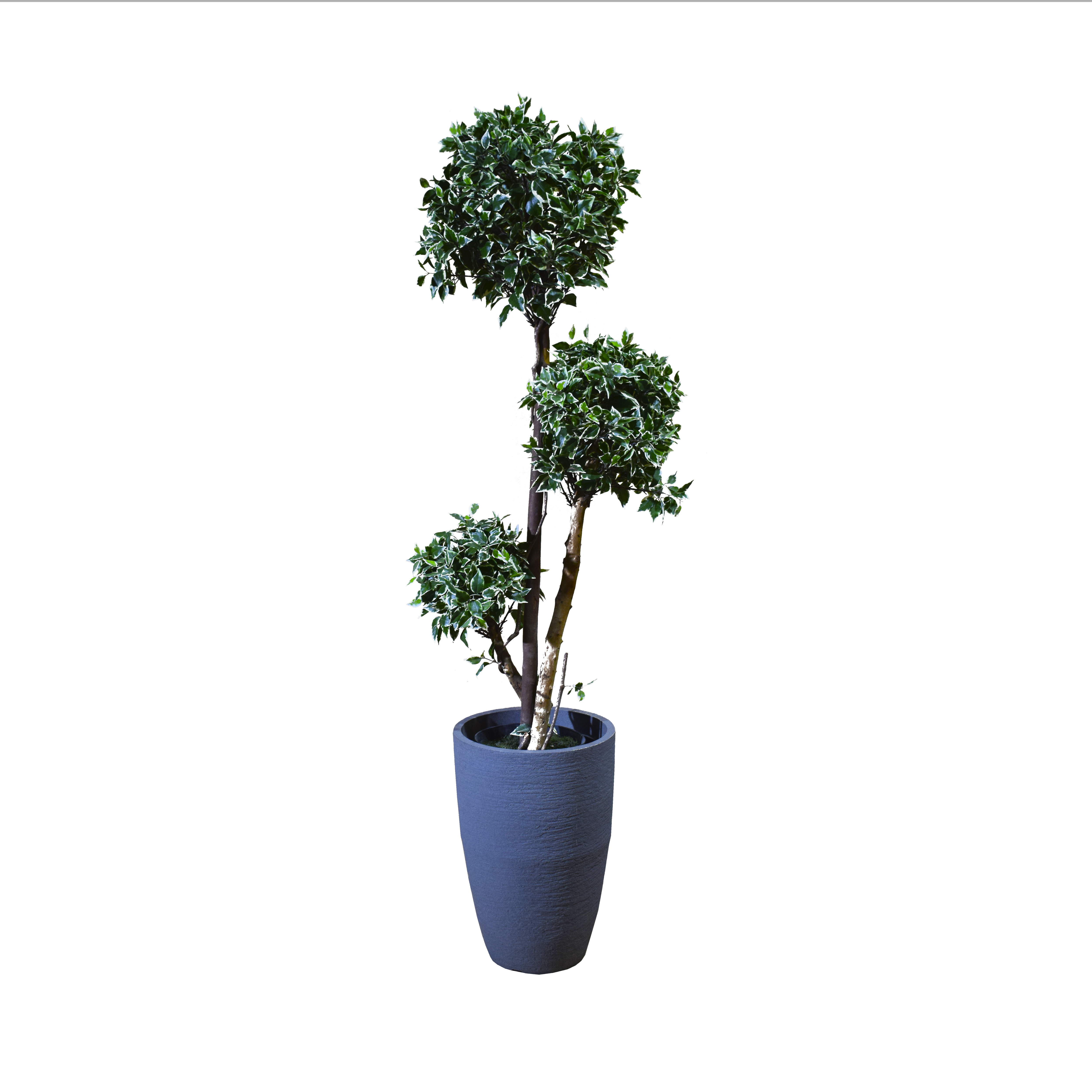 Planta Ficus grande