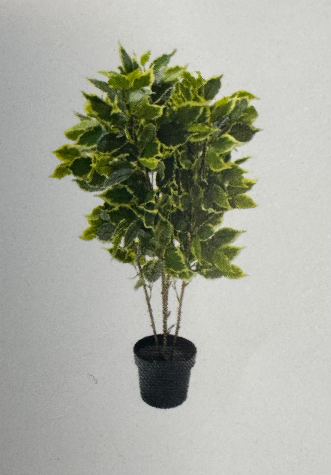 Planta Ficus chico