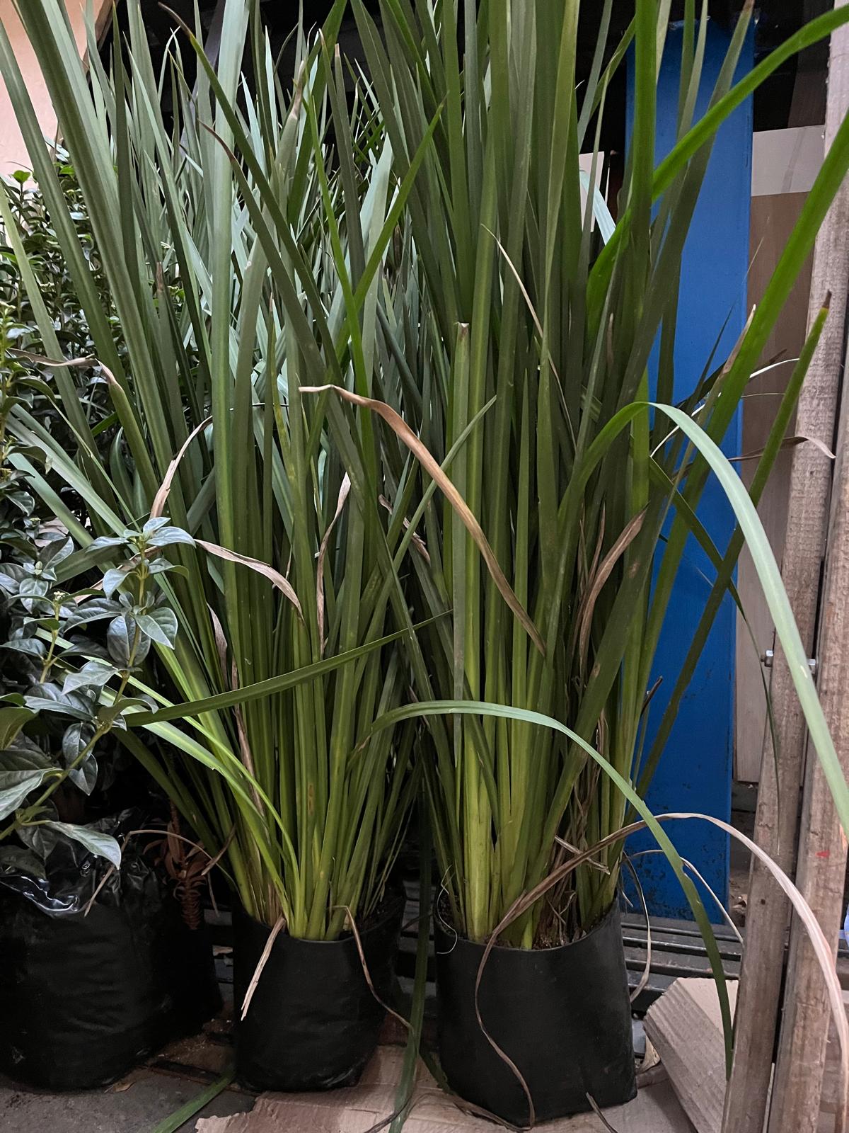 Planta natural DIETE