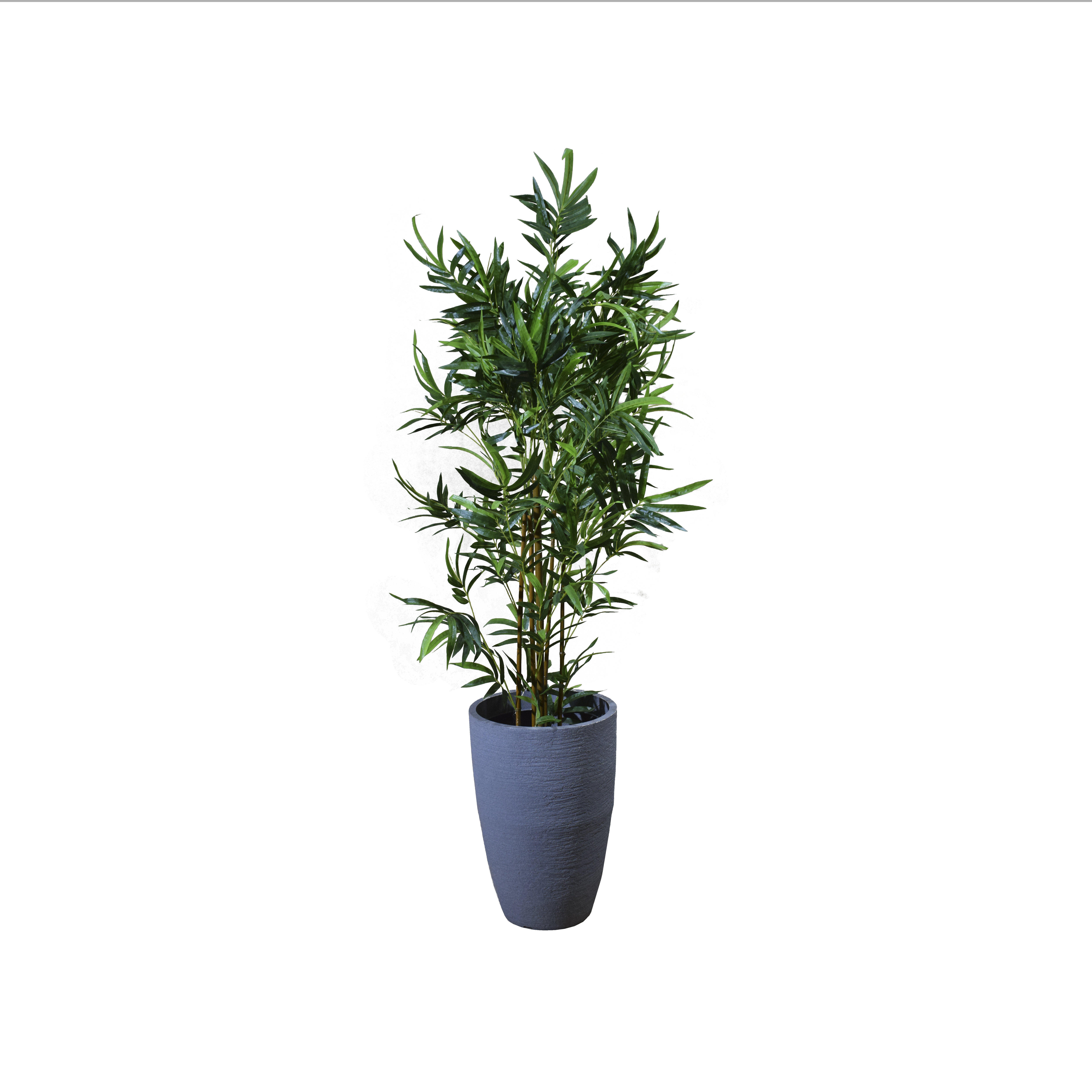 Planta Caña 
